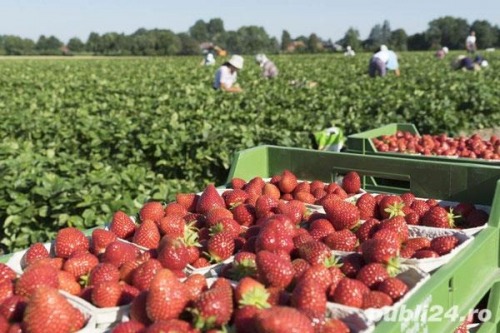 Agricultura Germania angajam u