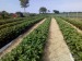 Agricultura Germania Capsuni U