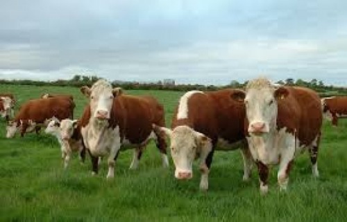Angajam ingrijitori animale in