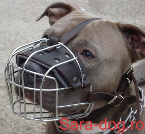 Botnita Amstaff  & Pitbull