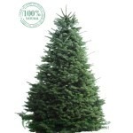 Brazi de Craciun