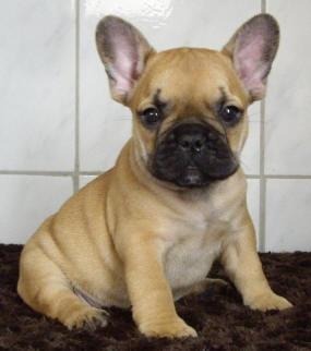 Buldog francez