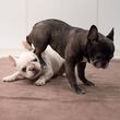 C    elu  i frumo  i de buldog