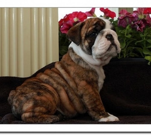 Caini bulldog englez