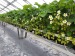 Capsuni Germania Urgent