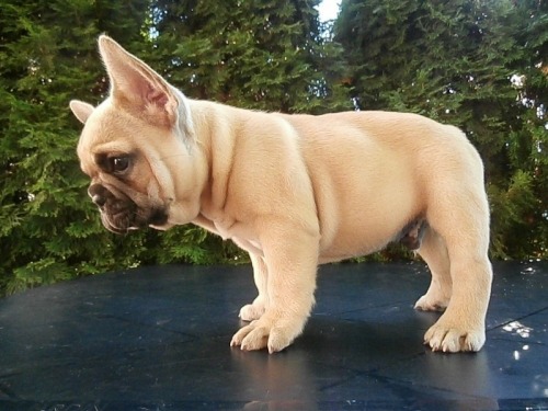 Catelusi bulldog francez