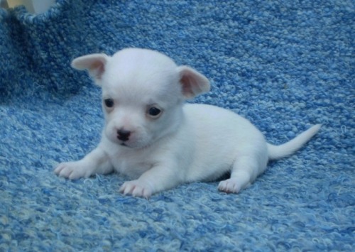 Catelusi chihuahua