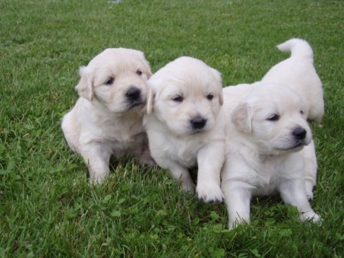 Catelusi golden retriever