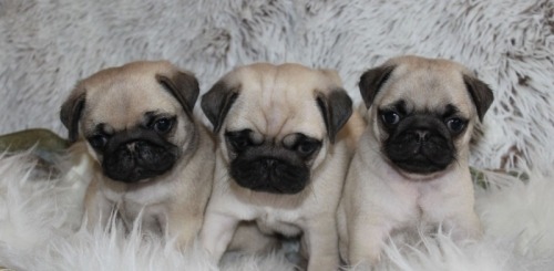 Catelusi mops pug