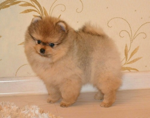 Catelusi pomeranian