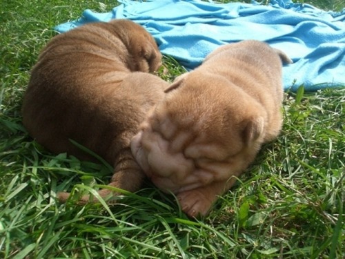 Catelusi shar pei bucuresti