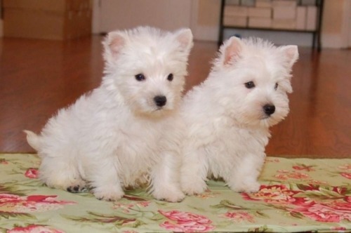 Catelusi westie