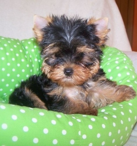 catelusi yorkshire terrier