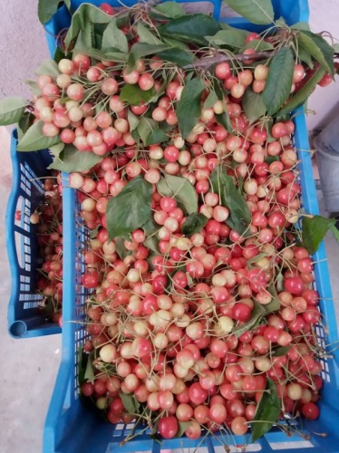Cirese AMARE de dulceata de va