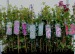 Clematite  10 5 gratis 1m inal