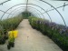 Clematite  10 5 gratis 1m inal