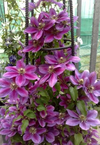 Clematite  10 5 gratis 1m inal