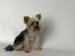 Coafor canin Galati