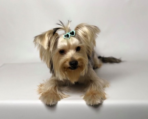 Coafor canin Galati