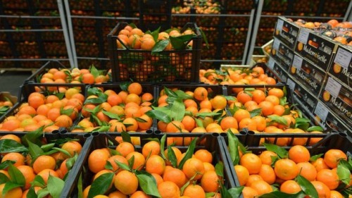 depozit de nectarine germania