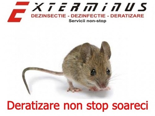 deratizare non stop