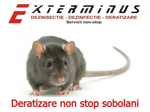 deratizare non stop
