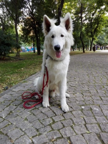 DRESAJ CANIN DE SPECIALITATE