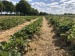 Femei Agricultura Germania Urg