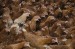 Ferma de animale Germania 1900 euro net
