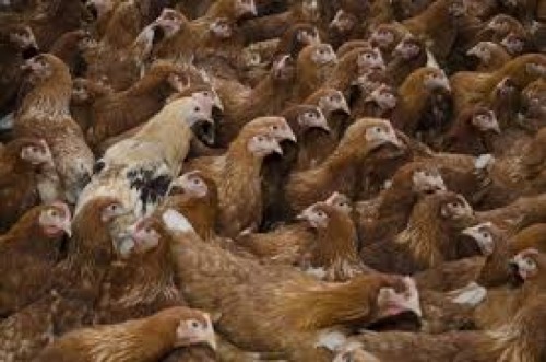 Ferma de animale Germania 1900
