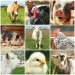 ingrijit animale