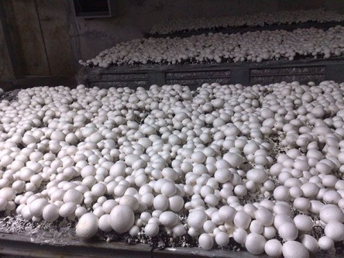 Ferma de ciuperci din Franta c