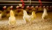 ferme de animale