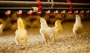 ferme de animale