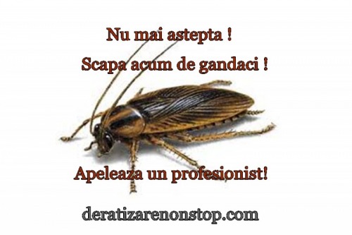 Firma Deratizare Dezinsectie n