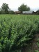 Gard Viu   Ligustrum Ovalifolium