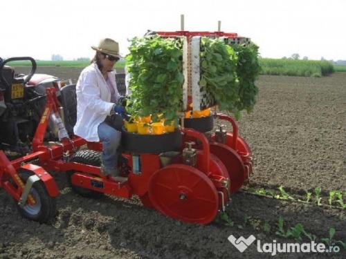germania plantat varza