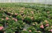Hortensia podoaba gradinii 10 
