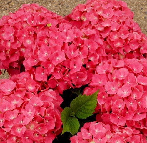 Hortensia podoaba gradinii 10 