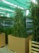 Iedera gard viu vesnic verde-1