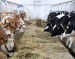 ingrijit animale