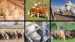 Ingrijitori ferma de animale Irlanda  19