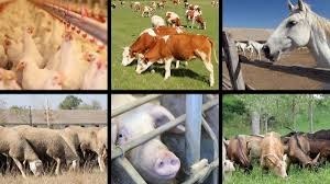 Ingrijitori ferma de animale I