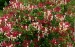 Lonicera japonica  10 5 gratis