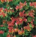 Lonicera japonica  10 5 gratis