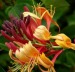 Lonicera japonica  10 5 gratis