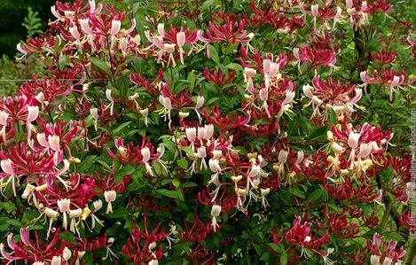 Lonicera japonica  10 5 gratis