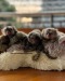 MARMOSET DE VANZARE