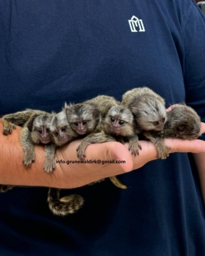 MARMOSET DE VANZARE