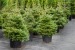 plantat brazi germania